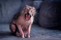 Funny Lykoi cat yawning on sofa at home. Horizontal image. Royalty Free Stock Photo