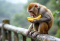 funny macaque monkey eats banana sitting on the railing Royalty Free Stock Photo