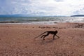 Funny macaque monkey running along coastline of the tropical beach.