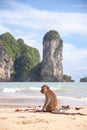 Funny macaque monkey sitting on a tropical beach. Royalty Free Stock Photo
