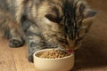 Funny Maine Coon Cat licking food in bowl Close-up