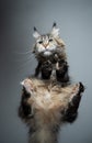 Funny maine coon cat sitting on glass table