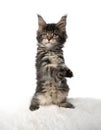 funny maine coon kitten rearing up standing on hind legs like it& x27;s dancing Royalty Free Stock Photo