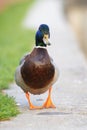 funny mallard drake walking Royalty Free Stock Photo