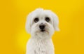 Funny maltese dog looking up with begging expression. Isolated on yellow background Royalty Free Stock Photo