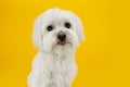 Funny maltese dog tongue out isolted on yellow background Royalty Free Stock Photo