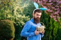 Funny man hunting easter eggs. Bearded man wearing bunny ears on Easter day. Man holding basket with easter eggs.