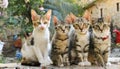 Funny many cats of various breeds and colors, looking expectantly at the camera