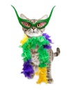 Funny Mardi Gras Party Cat Royalty Free Stock Photo