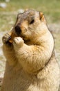 Funny himalayan marmot groundhog with bisÃÂuit on the green meadow