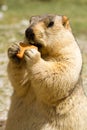 Funny himalayan marmot groundhog with bisÃÂuit on the green meadow