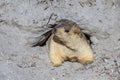 Funny marmot peeking out of a burrow in Himalayas mountain, Ladakh, India. Nature and travel concept Royalty Free Stock Photo