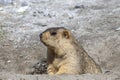 Funny marmot peeking out of a burrow in Himalayas mountain, Ladakh, India. Nature and travel concept Royalty Free Stock Photo