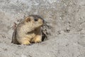 Funny marmot peeking out of a burrow in Himalayas mountain, Ladakh, India. Nature and travel concept Royalty Free Stock Photo