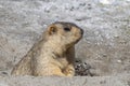 Funny marmot peeking out of a burrow in Himalayas mountain, Ladakh, India. Nature and travel concept Royalty Free Stock Photo