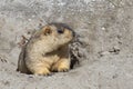 Funny marmot peeking out of a burrow in Himalayas mountain, Ladakh, India. Nature and travel concept Royalty Free Stock Photo