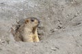 Funny marmot peeking out of a burrow in Himalayas mountain, Ladakh, India. Nature and travel concept Royalty Free Stock Photo