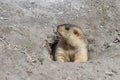 Funny marmot peeking out of a burrow in Himalayas mountain, Ladakh, India. Nature and travel concept Royalty Free Stock Photo