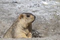 Funny marmot peeking out of a burrow in Himalayas mountain, Ladakh, India. Nature and travel concept Royalty Free Stock Photo