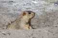 Funny marmot peeking out of a burrow in Himalayas mountain, Ladakh, India. Nature and travel concept Royalty Free Stock Photo