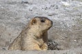 Funny marmot peeking out of a burrow in Himalayas mountain, Ladakh, India. Nature and travel concept Royalty Free Stock Photo