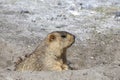 Funny marmot peeking out of a burrow in Himalayas mountain, Ladakh, India. Nature and travel concept Royalty Free Stock Photo