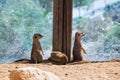 Funny meercats