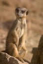 Funny meerkat