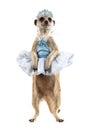 Funny meerkat ballerina in tiara and tutu
