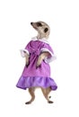 Funny meerkat in a blue dress