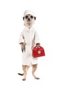 Funny meerkat doctor in a white coat and a first aid kit