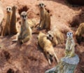 A funny meerkat standing on a tree stump with his family in the background with blurry effect Royalty Free Stock Photo