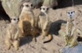 Funny meerkat standing on a tree stump with his meerkats family in the background Royalty Free Stock Photo