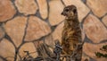 Funny meerkat surikate in the zoo. Royalty Free Stock Photo