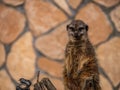 Funny meerkat surikate in the zoo.