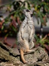 Funny meerkat watching