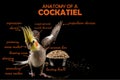 Funny Meme, Anatomy Of A Parrot Cockatiel, Sarcastic Funny Bird Memes