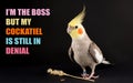 Funny bird memes, I\'m the boss but my cockatiel is still in denial, cute cockatiels Royalty Free Stock Photo