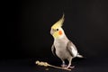 Funny memes, Parrot protecting food, Cute Cinnamon Cockatiel Royalty Free Stock Photo