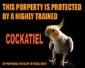 Funny memes, protecting Property, bird memes Royalty Free Stock Photo
