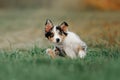 Adorable border collie puppy with different colored eyes posing outdoors Royalty Free Stock Photo