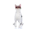 funny metis cat wearing triangle sunglasses and looking forward