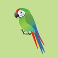Funny military macaw parrot cartoon style