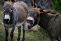 Funny mini donkeys bray