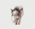 Funny mini pig in medical face mask on white background Royalty Free Stock Photo