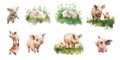 Funny mischievous piglets: watercolor clipart on a white background