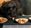 Funny moment: a black dog steals food from the table.