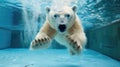 Hilarious underwater scene polarbear in pool plays deep dive action, Ai Generated