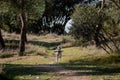 Funny moment of a crossbreed female dog playing with a stick, running and jumping