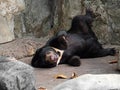 Funny Moment of Malayan Sun Bear with Boring Face Lie Down on Th
